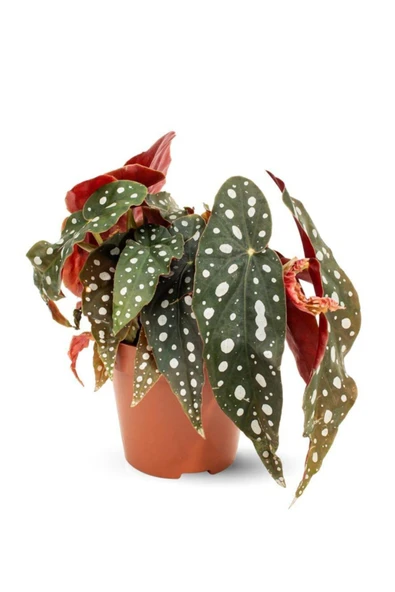 Begonia Maculata Çilli Begonya Iç Mekan Bitkisi  Ø:12 cm - H:25 cm ürün görseli 1
