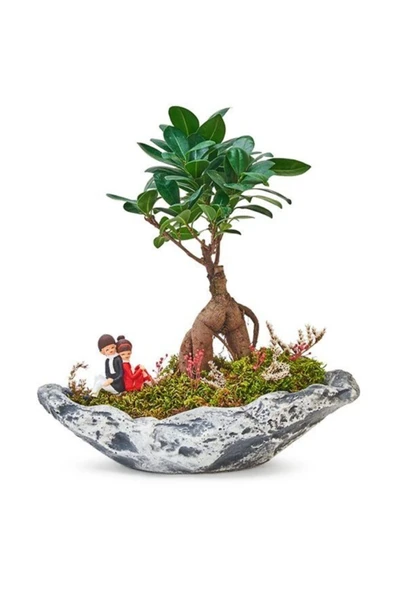 Taş Saksıda Ficus Bonsai ürün görseli 1