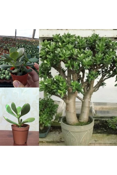Crassula Ovata Şans Para Ağacı ürün görseli 1