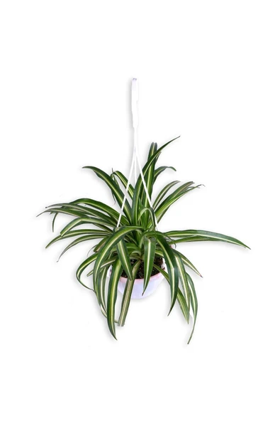 Kurdela Çiçeği - Chlorophytum - Askılı Saksı'da ürün görseli 1