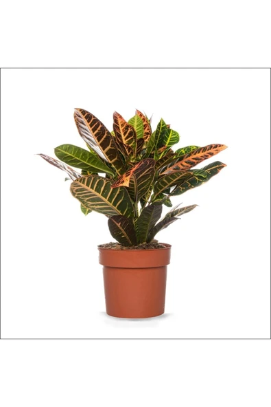 Kroton Bitkisi (20-40 Cm) ürün görseli 1
