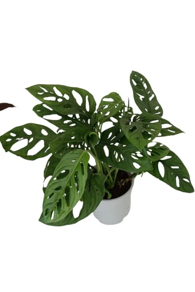Monstera Adansonii - Monstera Monkey - Monstera - Deve Tabanı ürün görseli 1
