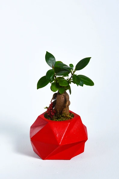Geo Serisi Red Ficus Bonsai ürün görseli 1