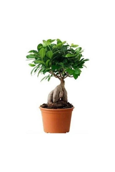 Bonsai ürün görseli 1