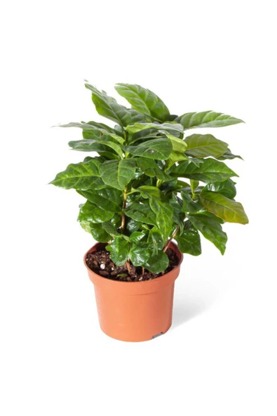 Coffea Arabica Kahve Çiçeği Kahve Ağacı ürün görseli 1