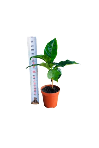 Kahve Fidanı Kahve Fidesi Kahve Ağacı Coffea Arabica Meyve Veren Cins 1adet ürün görseli 1