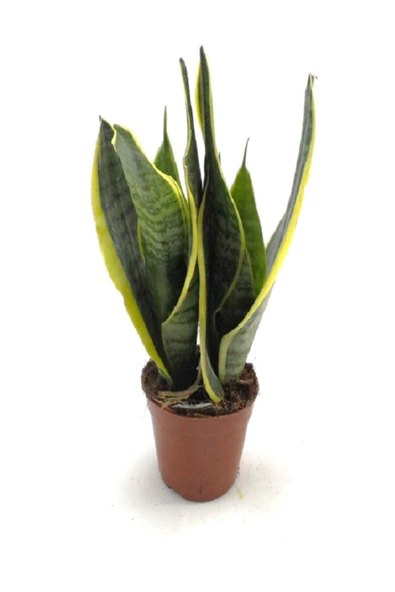 Sansevieria Trifasciata Paşa Kılıcı ürün görseli 1