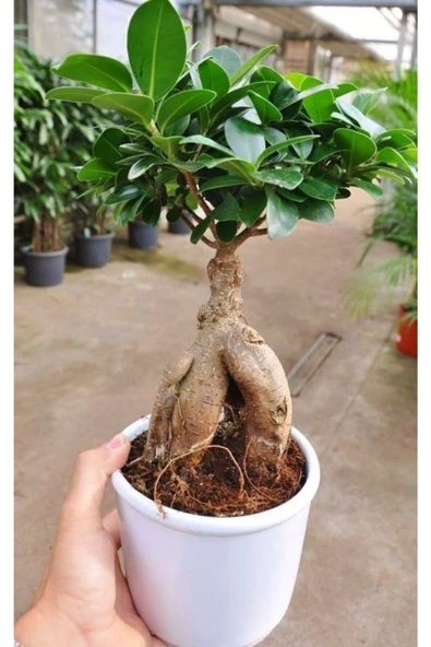 Ficus Bonsai Minyatür ürün görseli 1