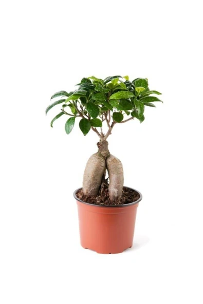 Ginseng Ficus Bonsai 35-45 cm ürün görseli 1