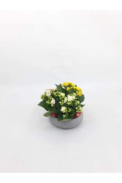 Beton Disk Saksıda Mix Kalanşo Kalanchoe ürün görseli 1