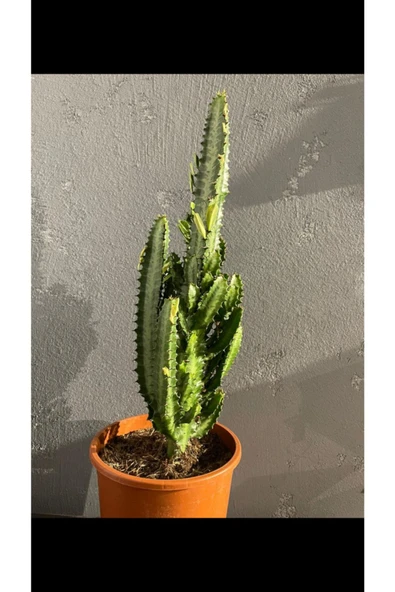 Euphorbia Trigona Green - Resim 2