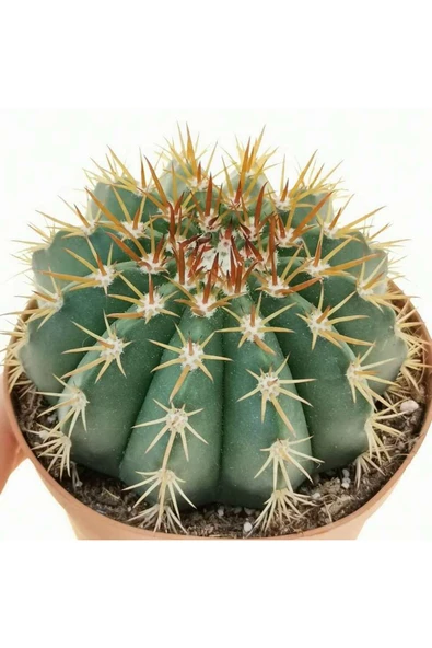 12 cm çap Melo kaktüs Melocactus Matanzanus - Resim 5