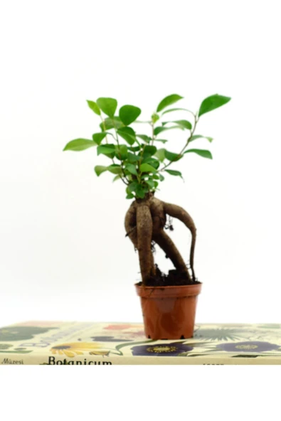Bebek Ficus Ginseng Bonsai -5,5 cm Saksı ürün görseli 1