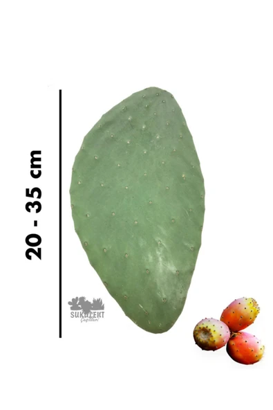 Frenk Inciri (DİKENLİ İNCİR) Yaprağı - 20 - 35 Cm Boy ürün görseli 1