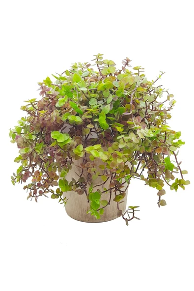 Antik Seramik Saksıda Callisia Repens - Resim 2