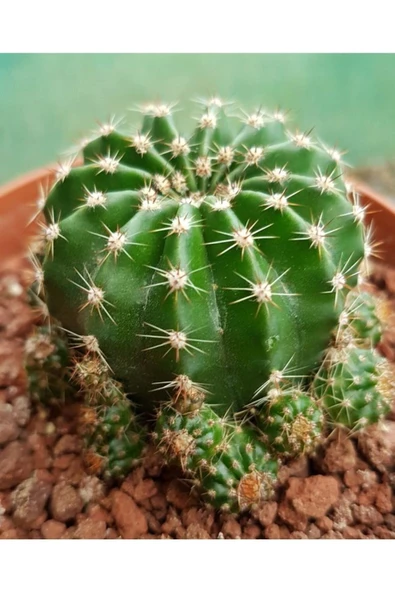 Kaynana Topuzu Kaktüs - Echinopsis Oxygona 9 Cm Saksıda ürün görseli 1