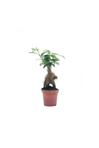 Bonsai Ficus Ginseng Mini 10-15cm ürün görseli 1
