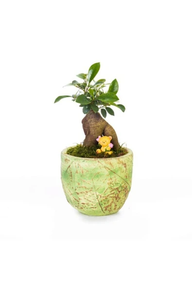 Ficus Ginseng Bonsai - Beton Saksıda Canlı Çiçek ürün görseli 1