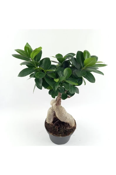 Bonsai ürün görseli 1