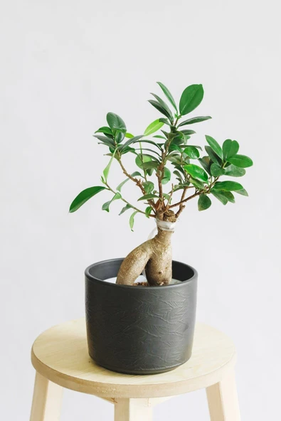 Ficus Ginseng Bonsai ürün görseli 1