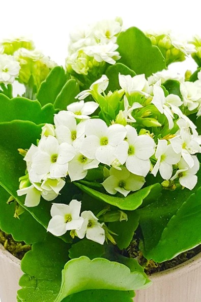 Antik Seramik Saksıda Beyaz Kalanchoe - Resim 4