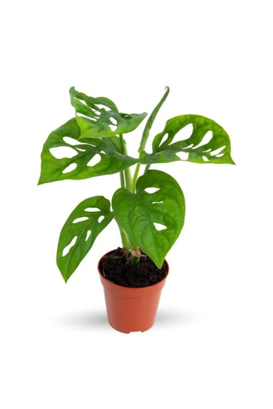 Monstera Adansonii Monkey Mask Sarmaşık Deve Tabanı Mini  Ev Ofis Salon İç Mekan Bitkisi Baby ürün görseli 1