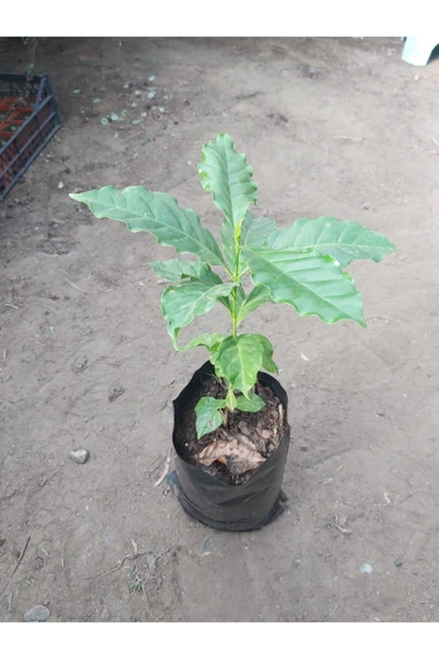 Kahve Fidesi (coffea Arabica) Kahve Bitkisi ürün görseli 1
