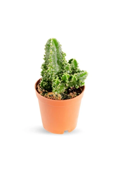 Cereus Paolina - Radyasyon Emici Kaktüs Sukulent - Ev Ofis Salon Iç Mekan Bitkisi ürün görseli 1