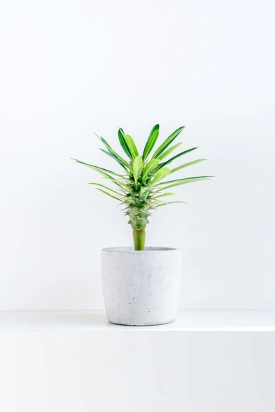 Pachypodium Lamerei - Madagaskar Palmiyesi Mini - Ev Ofis Salon Iç Mekan Bitkisi ürün görseli 1