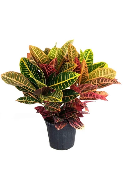 Donmez Çiçek Kraton Bitkisi 60 cm Boy Croton Petra 17 cm Saksı Çapı Kroton Ev Ofis ve Salon Bitkisi ürün görseli 1