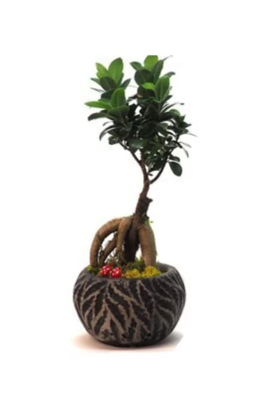 Ficus Ginseng Bonsai & Siyah Vane Beton Saksıda Hediyelik Canlı Çiçek ürün görseli 1