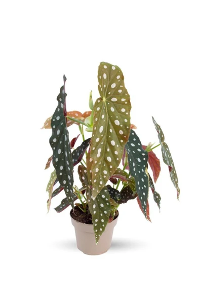 Begonia Maculata  Çilli Begonya  Ev Ofis Salon Iç Mekan Bitkisi -:14 Cm  H:30 Cm ürün görseli 1