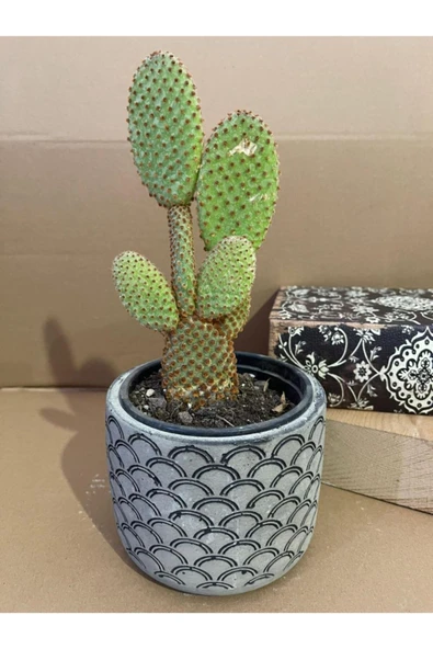 Opuntia Microdasys Rufida 12*9 Cm Beton Saksıda Kaktüs ürün görseli 1