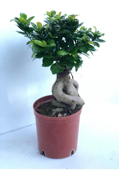 Ficus Bonsai İthal 100 gr - Resim 2