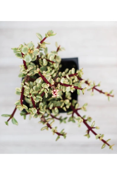 Para Ağacı Yeşim - Portulacaria Afra Variegata ürün görseli 1