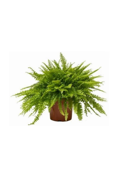 Aşk Merdiveni (nephrolepis) Bitkisi ürün görseli 1