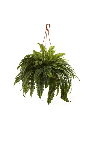 Askılı Aşk Merdiveni - Nephrolepis Bitkisi (19 Cm Saksıda) ürün görseli 1