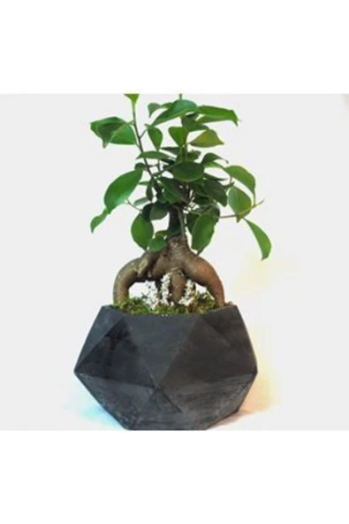 Ficus Ginseng Bonsai & Siyah Geometrik Beton Saksıda Hediyelik Canlı Çiçek ürün görseli 1