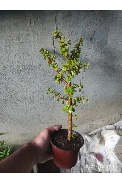 Bonsai Minik Ağaç Bonzai Gövde Carmona 25 Cm Masa Üstü Bitki Ev Bitkisi Salon ürün görseli 1