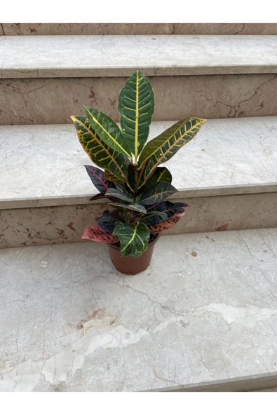 Canlı Kroton Ağaç ( Codieum Variegatum ) ürün görseli 1