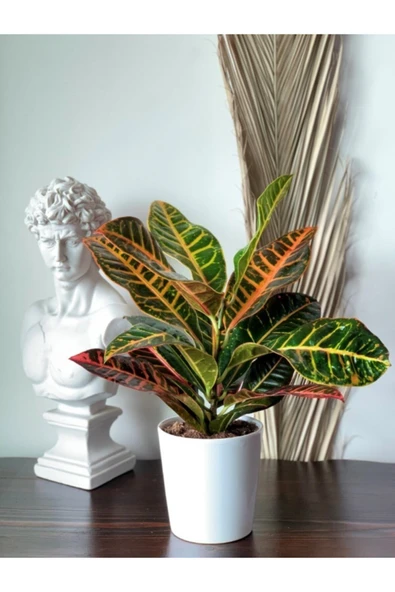 Kroton ( Croton ) Codiaeum Variegatum 40-50 Cm Kraton ürün görseli 1