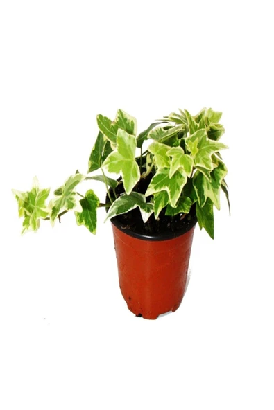 Hedera Helix Saksı Çap 8,5 Cm Mini Ofis Bitkisi Ev Bitkisi ürün görseli 1