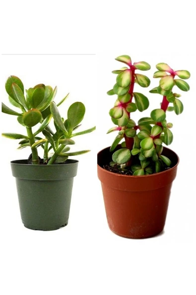 2 Tür Para Ağacı Crassula Ovata+yeşim Ağacı 92982 ürün görseli 1