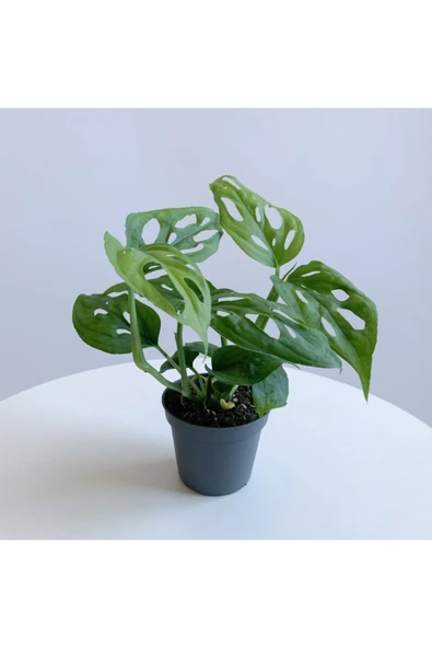 Monstera Adansonii - Deve Tabanı Bitkisi (mini) ürün görseli 1