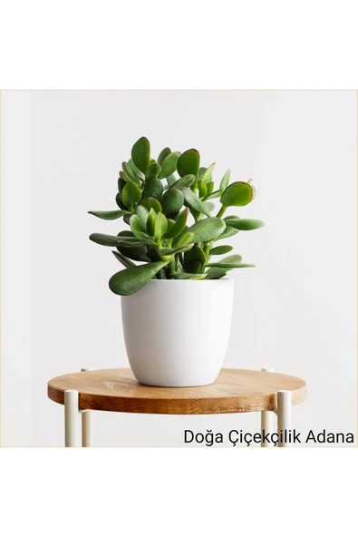 Para Çiçeği Bonsai Bereket Ağacı Crassula Ovata 01 ürün görseli 1
