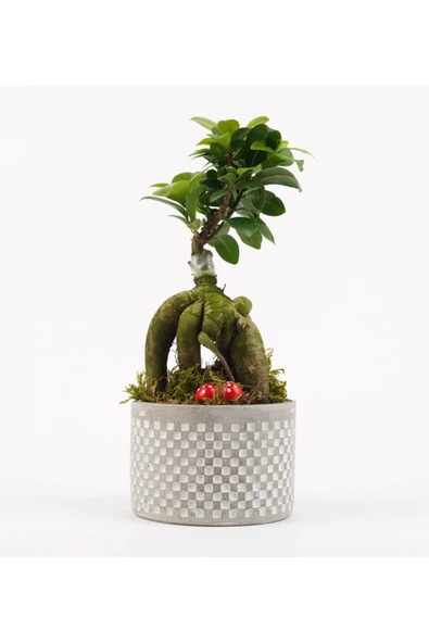 Babil Gb Saksıda Ficus Gienseng Bonsai ürün görseli 1