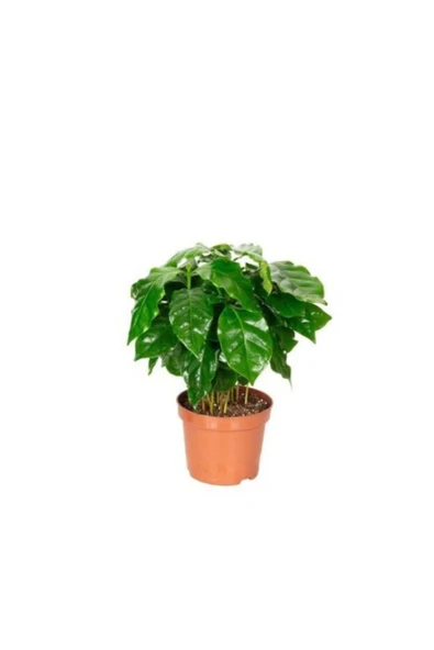Kahve Bitkisi 20 Cm Kahverengi Saksılı ürün görseli 1