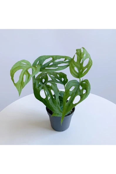 Monstera Adansonii - Deve Tabanı Bitkisi (mini) - Resim 2