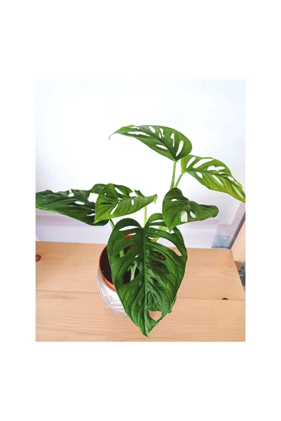 Monstera Adansonii Monkey ürün görseli 1