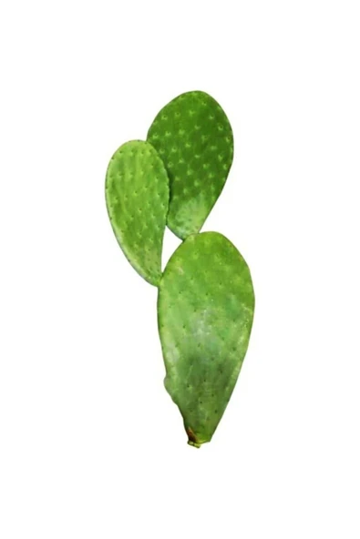3 Adet Saksısız Çelik Hint Inciri Kaynana Dili Frenk Yemişi Kürek Dikenli Incir ürün görseli 1